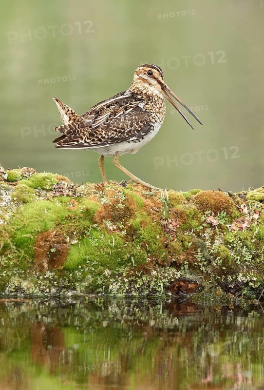 Wilson's Snipe (Gallinago delicata), British Columbia, Canada