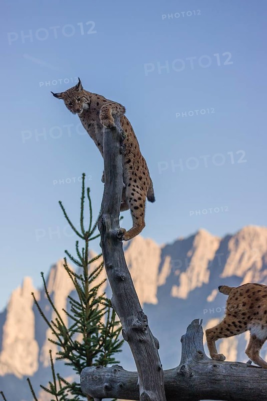 A young Eurasian lynx, (Lynx lynx) climbs in a dead tree, up to the very top. Mountains in evening light are in the distant background