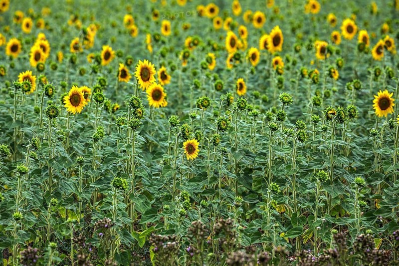 Sunflowers (Helianthus annuus), sunflower field, Provence, France