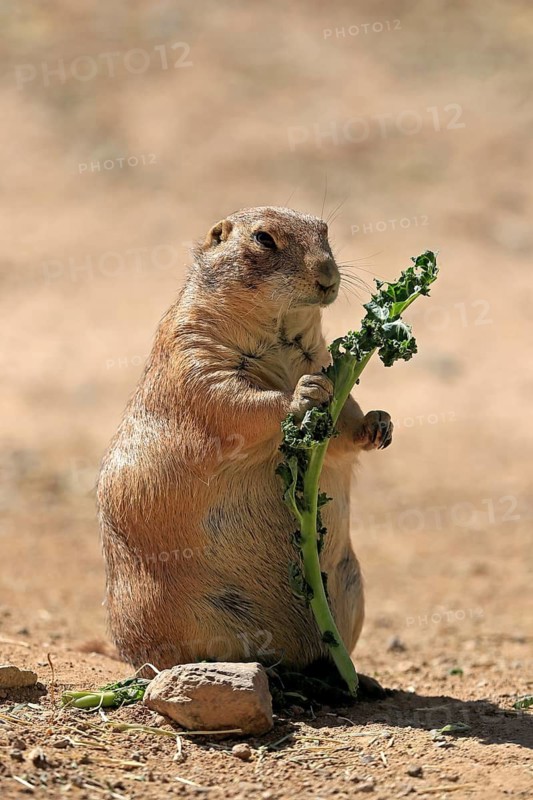 Black-tailed prairie dog (Cynomys ludovicianus), adult, with food, standing upright, Sonoran Desert, Arizona, North America, USA