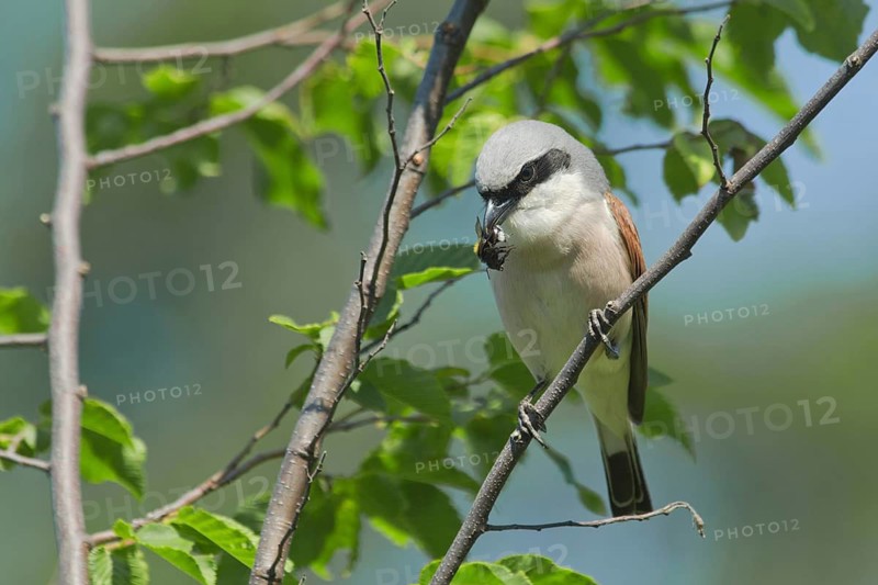 Red-backed Shrike (Lanius collurio) male with bumblebee prey in beak, Liguria, Italy