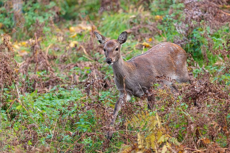 A female sika deer (Cervus nippon) stands in hilly terrain in a clearing overgrown with ferns and searches for food