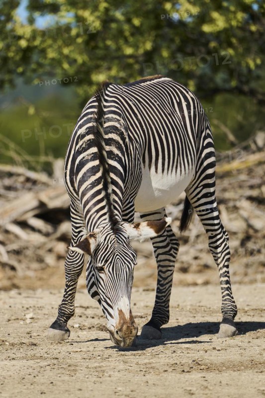 Plains zebra (Equus quagga) standing on the ground, captive, distribution Africa