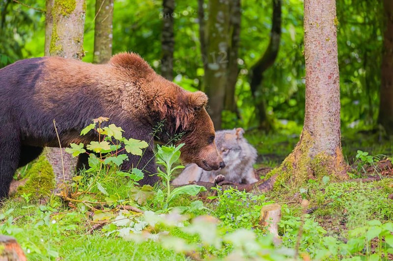 A Eurasian brown bear (Ursus arctos arctos) encounters a European gray wolf (Canis lupus lupus) in a forest