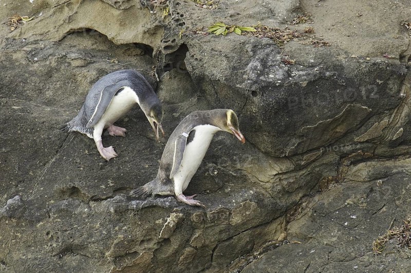 Yellow-eyed Penguin (Megadyptes antipodes), New Zealand