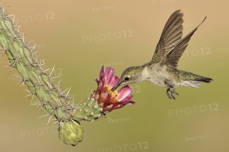 Black-chinned Hummingbird (Archilochus alexandri), Arizona, USA