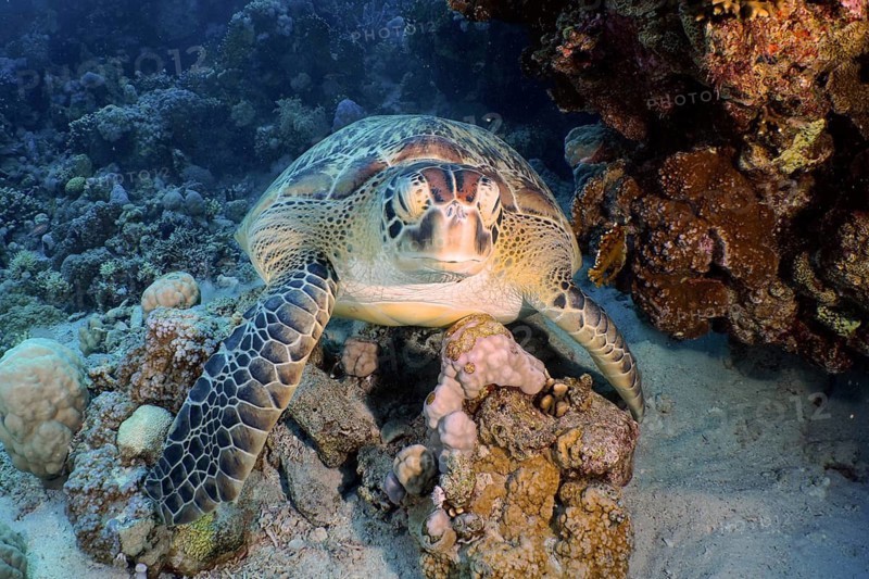 Green turtle (Chelonia mydas)
