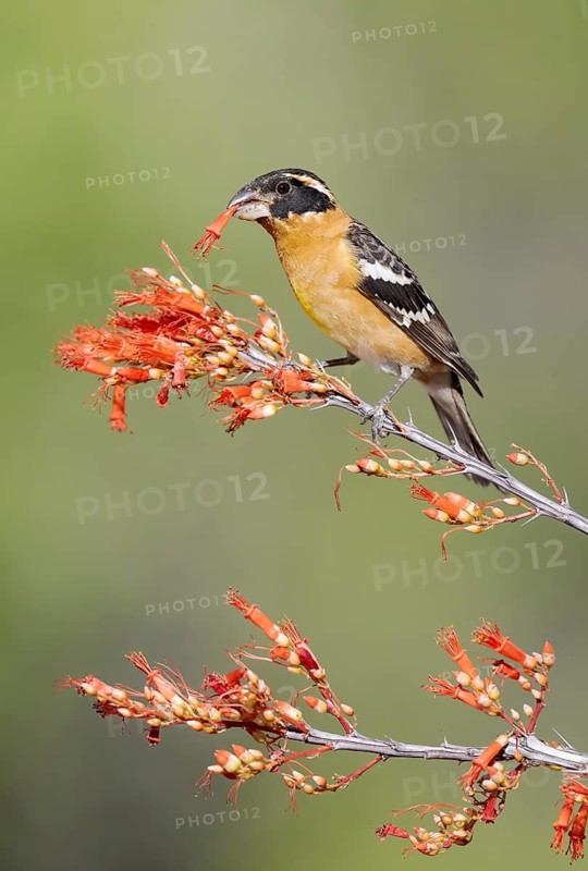 Black-headed Grosbeak (Pheucticus melanocephalus) male perched on a branch with a flower in its beak, Arizona, USA
