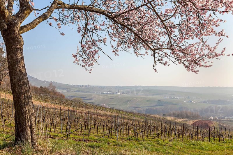 A blossoming almond tree with a view of wide vineyards and a gentle landscape, Birkweiler, Southern Palatinate, Palatinate, Rhineland-Palatinate, Germany