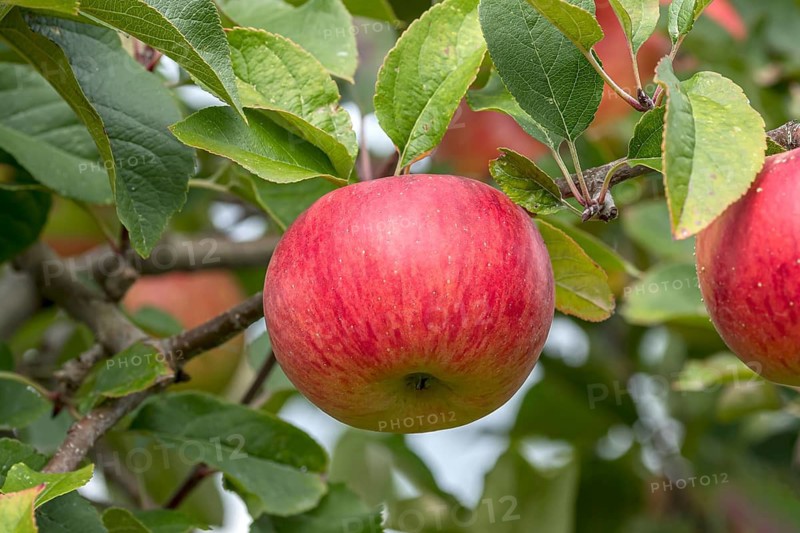Apple (Malus domestica 'Red Topaz'), Bayerische Landesanstalt für W, Germany