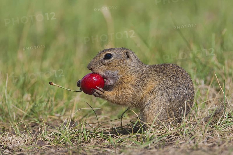Ziesel, Spermophilus citellus, European ground squirrel