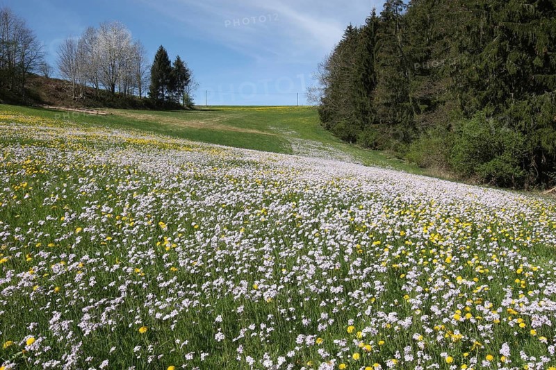 Meadowfoam (Cardamine pratensis) Allgäu, Bavaria, Germany, Allgäu, Bavaria, Germany