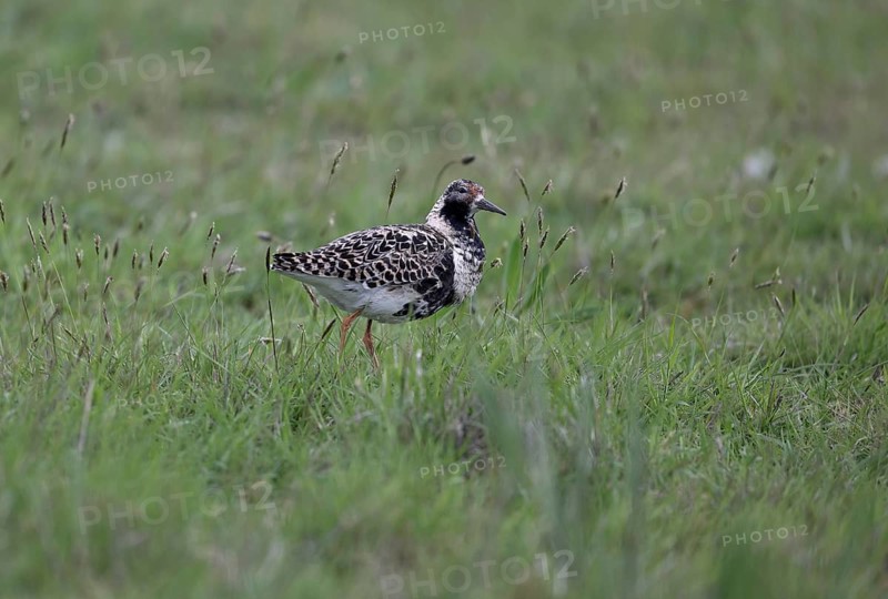 Ruff (Philomachus pugnax) in a meadow, Texel, North Holland, Netherlands