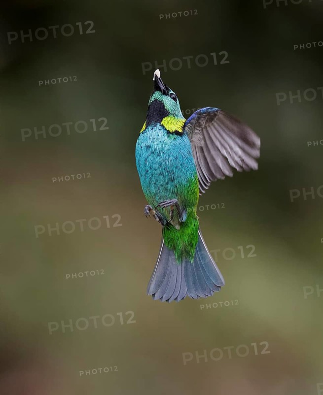 Green-headed Tanager (Tangara seledon) flying, Atlantic rainforest, Brazil