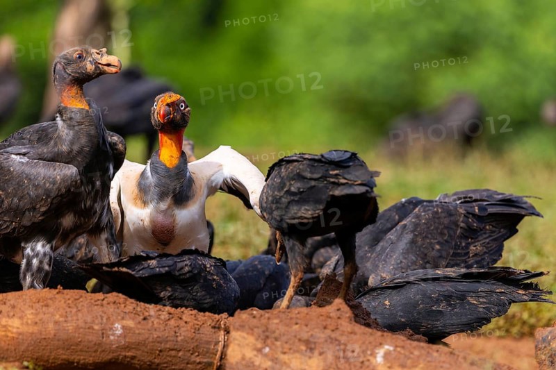King vulture (Sarcoramphus papa), cock, vulture birds (Aegypiinae), Laguna del Lagarto Lodge, Alajuela, Costa Rica