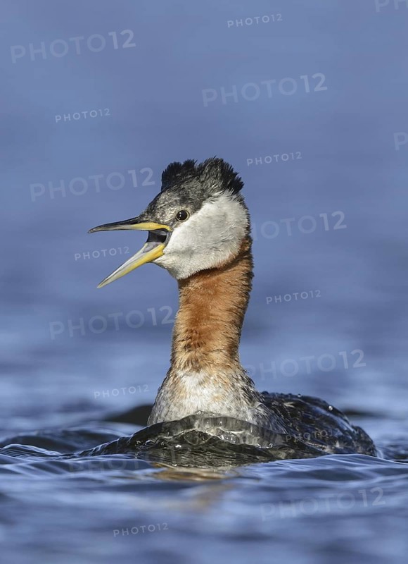 Red-necked Grebe (Podiceps grisegena) calling, Alaska, USA