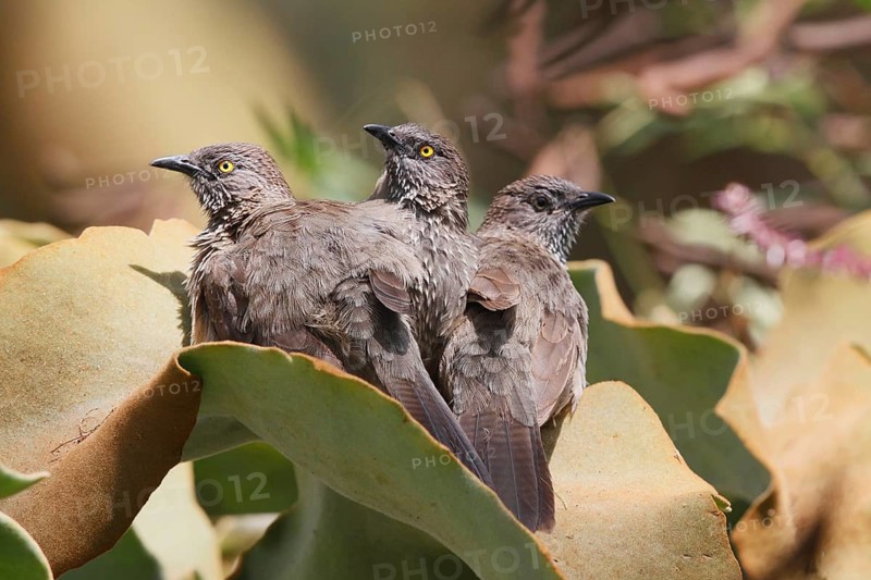 Arrow-marked Babbler (Turdoides jardineii), Lake Baringo, Kenya