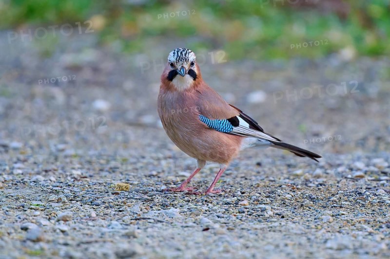Eurasian Jay looking directly into the camera, showing colourful plumage on gravel, jay (Garrulus glandarius), spring, bird island, Altmühlsee, Muhr am See, Gunzenhausen, Franconian Lake District, Bavaria, Germany