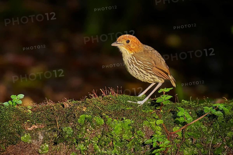 Chestnut-crowned Antpitta (Grallaria ruficapilla) perched on a mossy branch, Ecuador