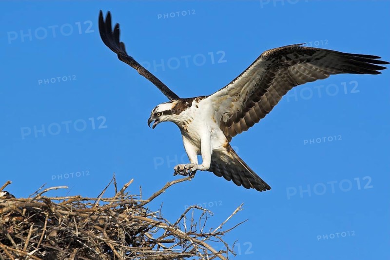 Western Osprey (Pandion haliaetus), Florida, USA