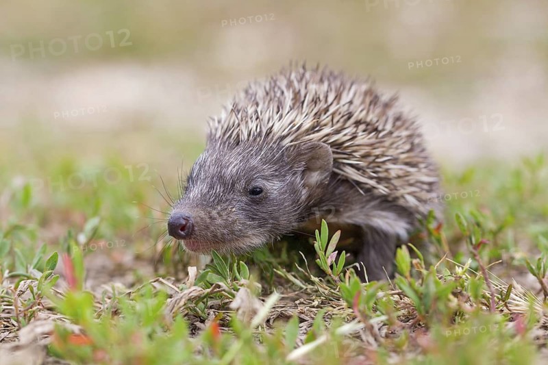 Brown-breasted hedgehog, Western hedgehog, hedgehog family, (Erinaceus europaeus), Western European hedgehog, animals, mammals, Bulgaria