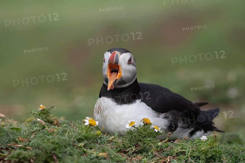 Atlantic puffin (Fratercula arctica) adult auk seabird bird calling on a cliff top in summer, Skomer island, Pembrokeshire, Wales, United Kingdom