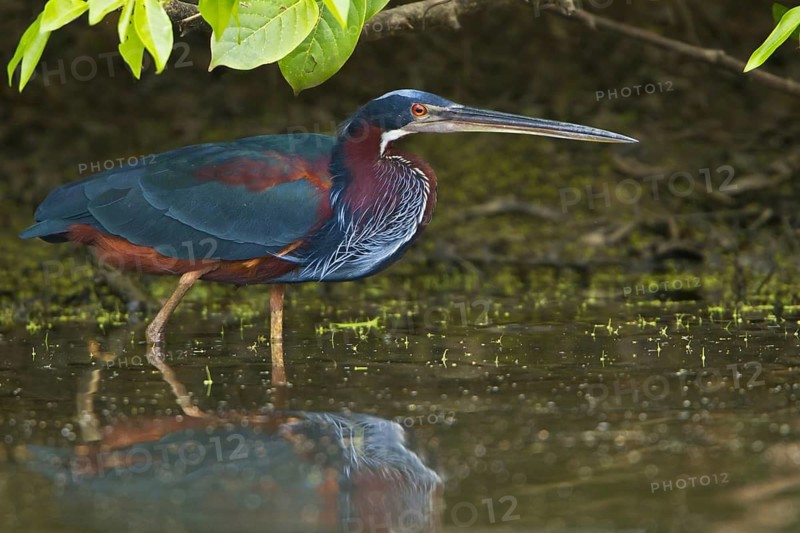Agami Heron (Agamia agami), Peru