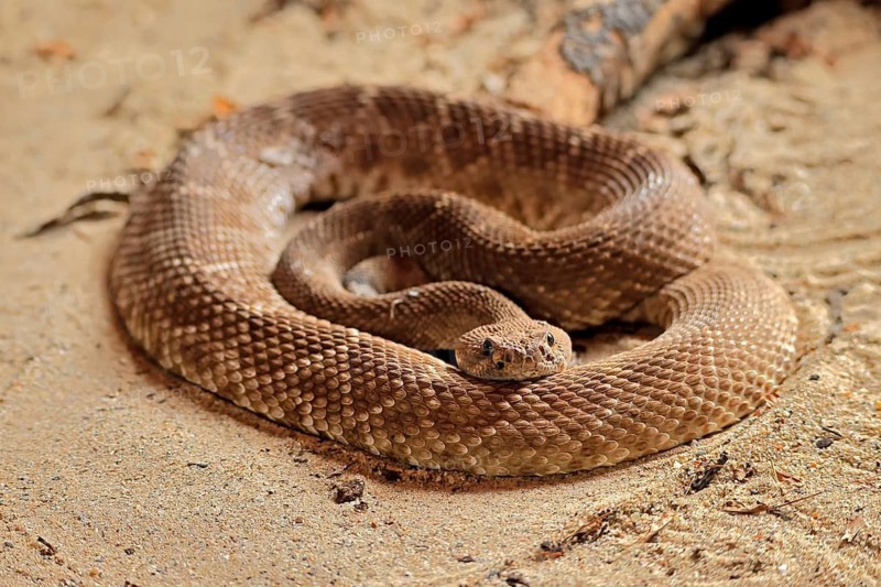 Red diamond rattlesnake (Crotalus ruber), adult, on ground, warming up, sunbathing, alert, California, North America, USA