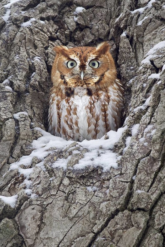 Eastern Screech Owl (Megascops asio), Ohio, USA