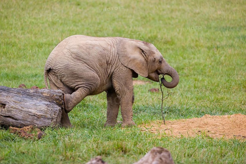 18 months old African baby elephant (Loxodonta africana) plays and runs in a green meadow