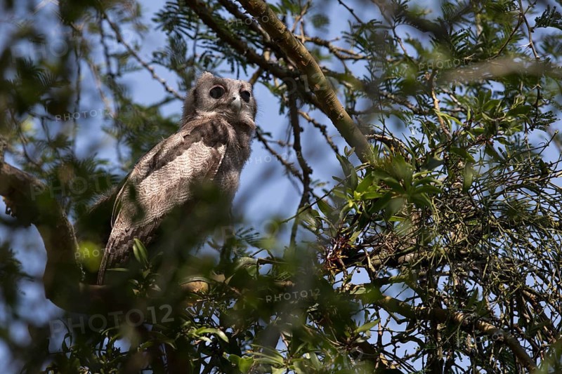 Verreaux's Eagle-Owl (Bubo lacteus) flightless juvenile perched in a tree, Queen Elizabeth National Park, Uganda