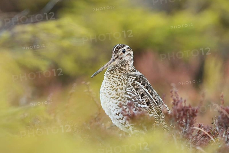 Great Snipe (Gallinago media), Buskerud, Norway
