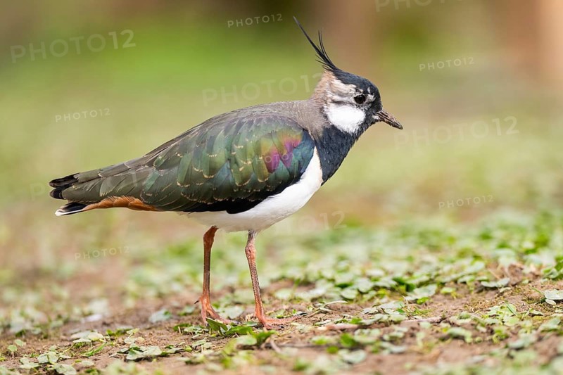 Northern lapwing (Vanellus vanellus) standing on a meadow, Bavaria, Germany