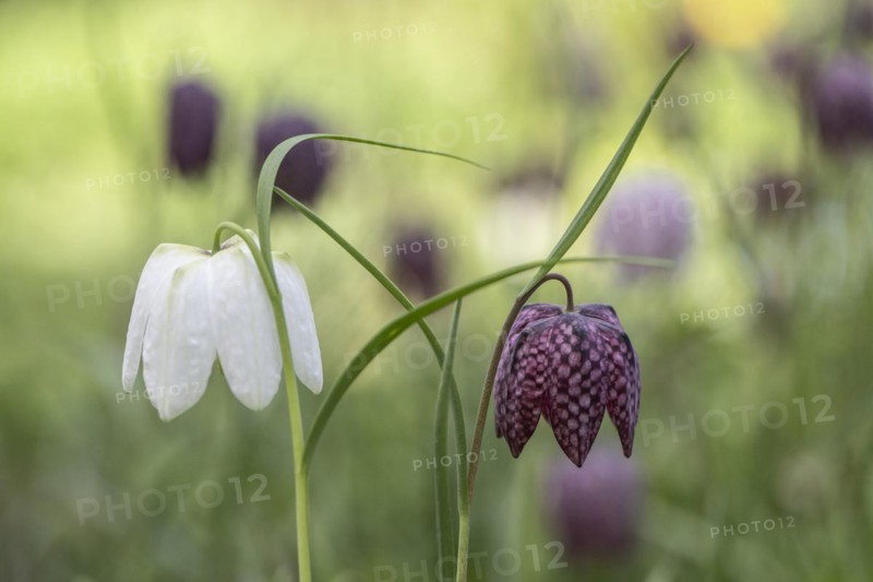 Snake's head fritillary (Fritillaria meleagris), Emsland, Lower Saxony, Germany