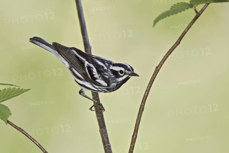 Black-and-white Warbler (Mniotilta varia), Ontario, Canada