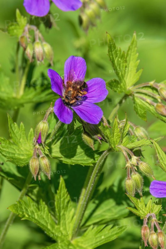 Pollinating bee on a Wood cranesbill (Geranium sylvaticum) flower a summer day