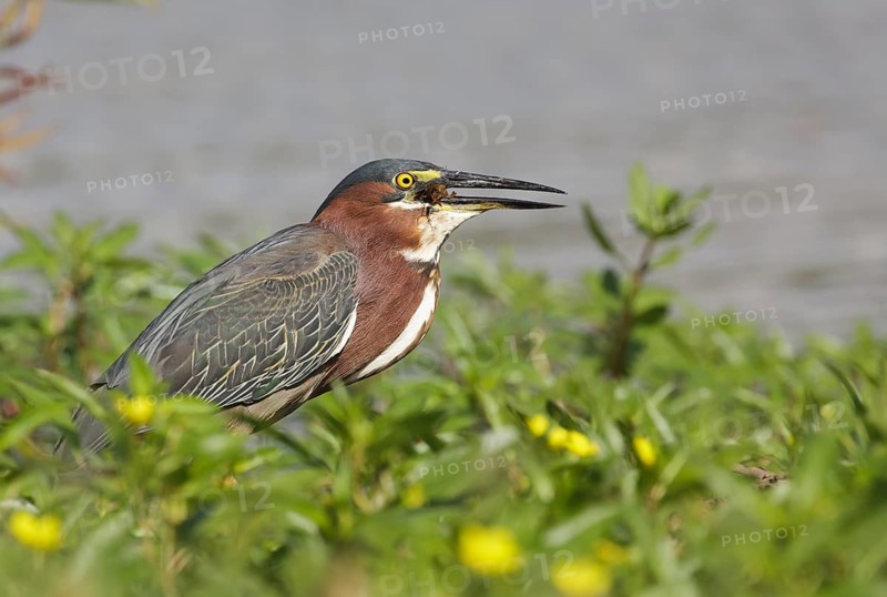 Striated Heron (Butorides striata) feeding on crab prey, Texas, USA