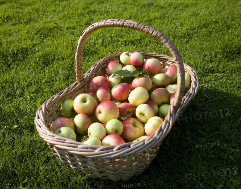 Wicker basket full of fresh apples, England, UK