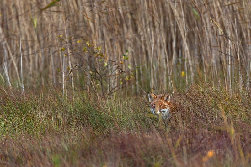 To be able to observe a red fox (Vulpes vulpes) in a marshy area is a rare moment of happiness, and then to expose a photo that documents exactly this situation makes the photographer all the more happy, Hunting, Camouflage, October, Denmark
