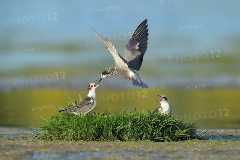 Black Tern (Chlidonias niger) juvenile, Netherlands