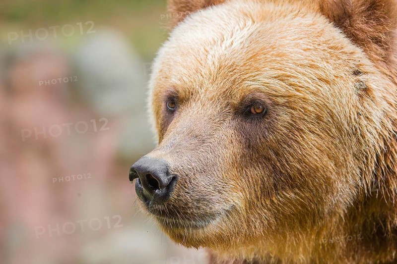 Portrait of a Kamchatka brown bear (Ursus arctos piscator)