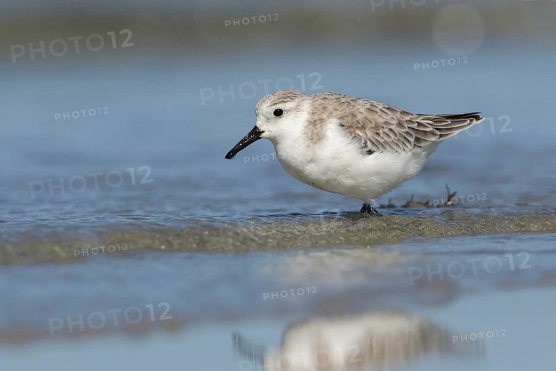 Sanderling (Calidris alba) foraging, Victoria, Australia