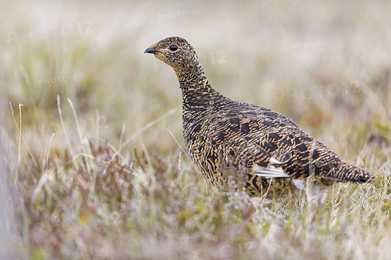 Rock ptarmigan, (Lagopus mutus), animals, birds, hen, pheasant family, Reykjahlíð, Norðurland Eystra, Iceland