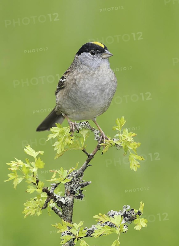 Golden-crowned Sparrow (Zonotrichia atricapilla), British Columbia, Canada
