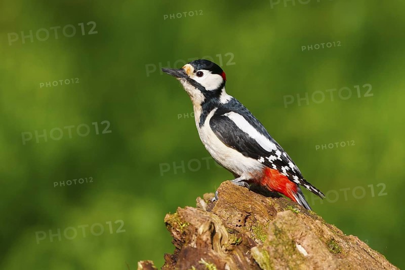 Great Spotted Woodpecker (Dendrocopos major), Carinthia, Austria