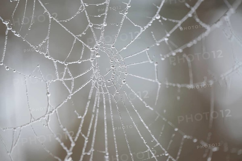 Spider web with frozen water droplets, detail, macro, close up, filigree structure, shallow depth of field, Germany