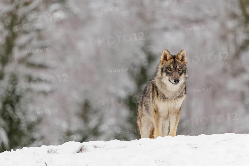 A young grey wolf (Canis lupus lupus) stands on a sloping, snow-covered meadow on a cold, cloudy day. A forest can be seen in the background