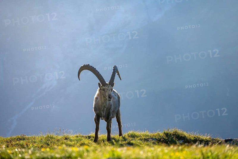 Alpine ibex (Capra ibex), adult male in the meadow, in the morning light, Mont Blanc massif, Chamonix, France
