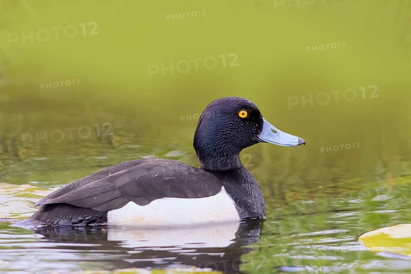 Tufted Duck (Aythya fuligula), drake, swimming in the water, spring, wildlife, diving ducks, Hüde, Ochsenmoor, Dümmer See, Hüde, Lower Saxony, Germany