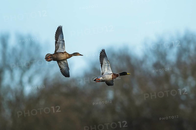 Mallard, Anas platyrhynchos, birds in flight over winter marshes